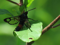 Synanthedon stomoxiformis