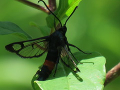 Synanthedon stomoxiformis