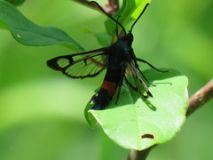 Synanthedon stomoxiformis