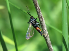 Synanthedon stomoxiformis