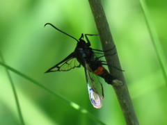 Synanthedon stomoxiformis