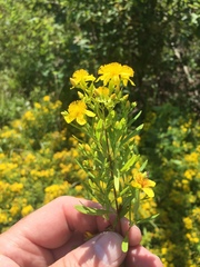 Hypericum lobocarpum