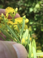 Hypericum lobocarpum