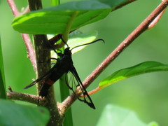 Synanthedon stomoxiformis