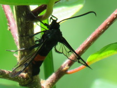 Synanthedon stomoxiformis