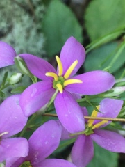 Sabatia brachiata