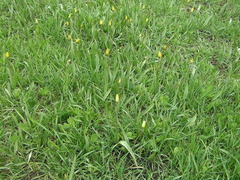 Tulipa sylvestris australis