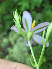 Sabatia brachiata
