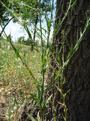 Camelina
