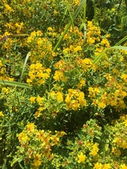 Hypericum lobocarpum