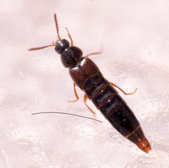 Aleochara