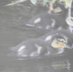 Anas platyrhynchos