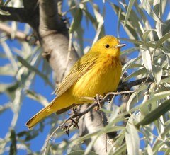 Setophaga petechia