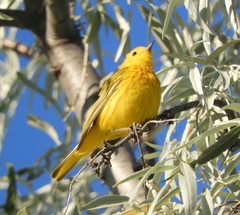 Setophaga petechia