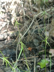 Carex collinsii