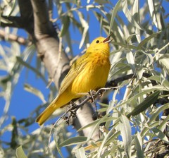Setophaga petechia