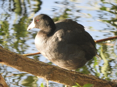 Fulica americana