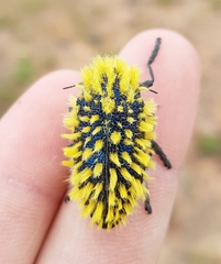 Julodis viridipes