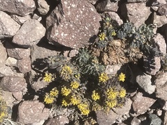 Draba aureola