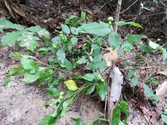 Ditrysinia fruticosa