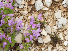 Lamium garganicum