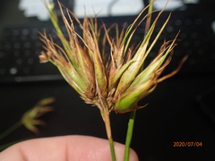 Rhynchospora macrostachya