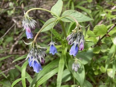 Mertensia paniculata paniculata