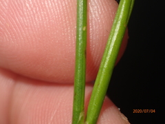 Rhynchospora macrostachya