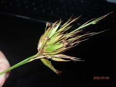 Rhynchospora macrostachya