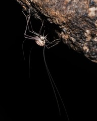 Euhadenoecus puteanus