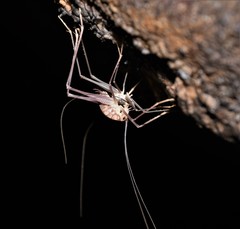 Euhadenoecus puteanus