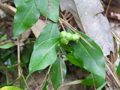 Ditrysinia fruticosa