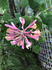Lonicera caprifolium