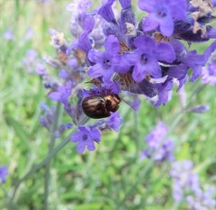 Chrysolina americana