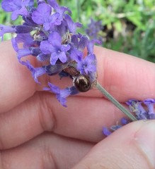 Chrysolina americana