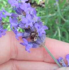 Chrysolina americana