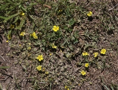 Potentilla wheeleri