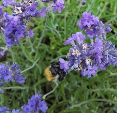 Bombus pascuorum