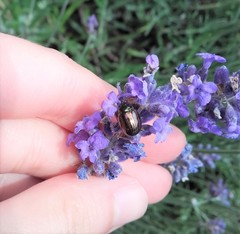 Chrysolina americana