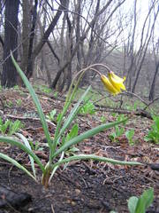 Tulipa sylvestris australis