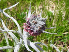 Cynoglossum magellense