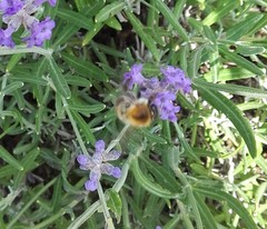 Bombus pascuorum