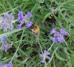 Bombus pascuorum