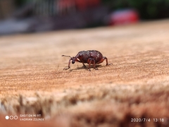 Hylobius transversovittatus
