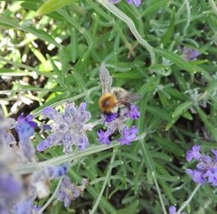 Bombus pascuorum