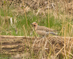 Colaptes auratus auratus