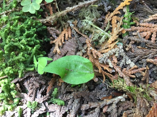 Calypso bulbosa iNat (2)
