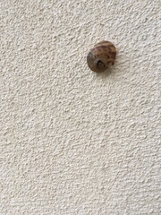 Cornu aspersum