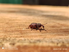 Hylobius transversovittatus
