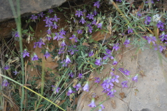 Campanula semisecta